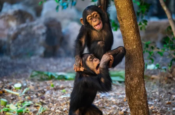 Deux jeunes chimpazés pour illustrer des billets combinés pour Loro Parque et Siam Park à Tenerife