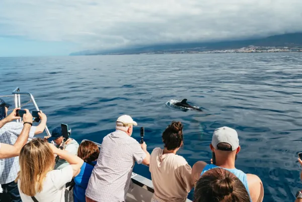 Observation des dauphins et baignade au large de Los Cristianos à Tenerife